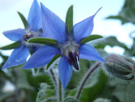 Borago officinalis (Saatgut)