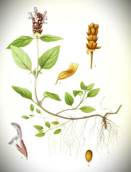 Prunella vulgaris (Saatgut)
