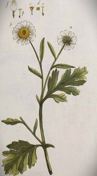 Chrysanthemum/Tanacetum parthenium (Saatgut)