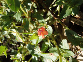 Anagallis arvensis (Saatgut)