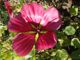 Malope trifida (Saatgut)