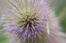 Dipsacus fullonum (Saatgut)