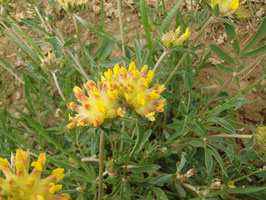 Anthyllis vulneraria (Saatgut)