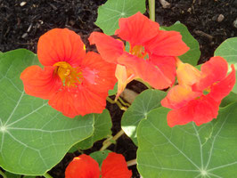 Tropaeolum majus (Saatgut)