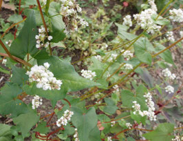 Fagopyrum esculentum (Saatgut)