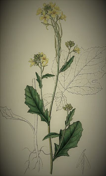 Brassica nigra (Saatgut)