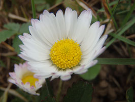 Bellis perennis (Saatgut)