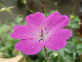 Geranium sanguineum (Saatgut)