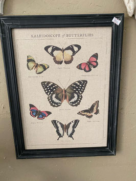 Bild "Butterflies"