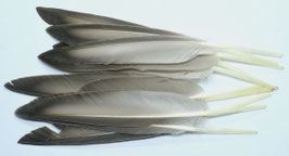 Veniard MALLARD DUCK WING QUILLS Natural Grey