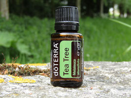 Tea Tree  (Melaleuca)