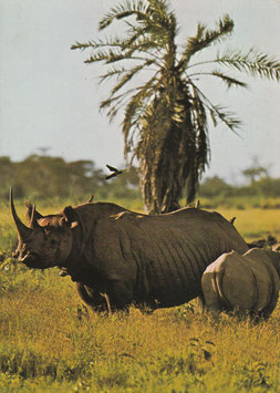 Ansichtskarte - Nashorn