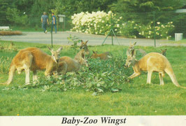 Ansichtskarte - Wingst - Baby-Zoo