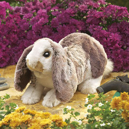 Hängeohr-Hasenbaby / Baby Lop Rabbit