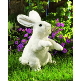 Weißer Hase, stehend / Standing White Rabbit