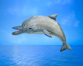 Delfin, mit Soundeffekt / Whistling Dolphin