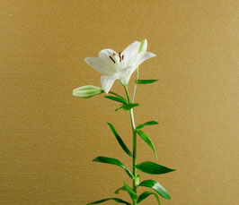 Lotus 5
