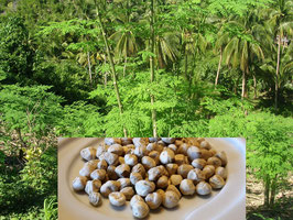 Moringa  Wildwuchs Samen... geschält... aus frischer Ernte ... Nicht zum Anpflanzen geeignet...(nicht zum Verzehr geeignet, pflanzlicher Rohstoff - kein Lebensmittel)