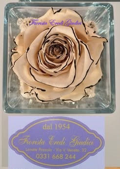 Rosa eterna bianca con bordi neri