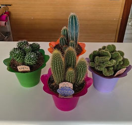 Cactus