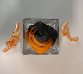 Rosa eterna nera e arancione