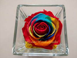 Rosa arcobaleno eterna