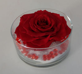 Rosa rossa eterna MISURA XXL
