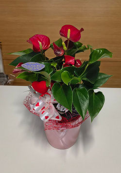 Pianta di Anthurium rosso o rosa con vaso in ceramica con cuore