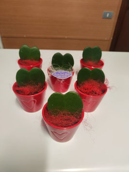 Pianta a cuore Hoya Kerrii con vaso in ceramica