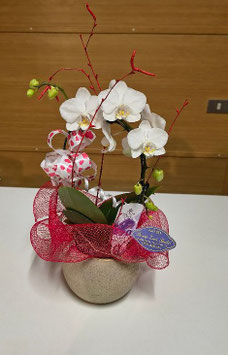 Pianta di Phalaenopsis ad arco con vaso di ceramica