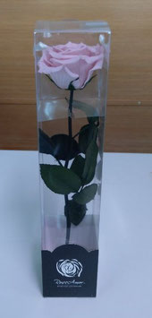 Rosa eterna rosa con gambo corto h30cm