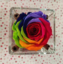 Rosa arcobaleno eterna