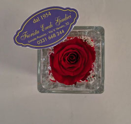 Rosa eterna rossa