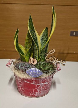 Composizione con vaso rosso con cuori con piante grasse