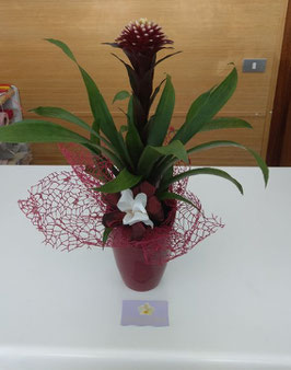 Bromelia con vaso in ceramica