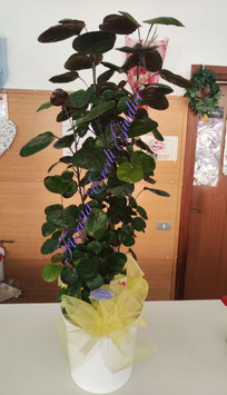 Polyscias D24cm H100cm