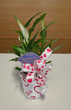 Pianta di Spathiphyllum con vaso in ceramica