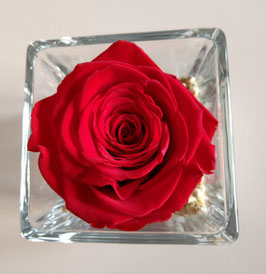 Rosa eterna rossa media