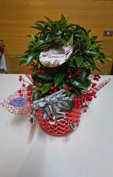 Ardisia con vaso in ceramica