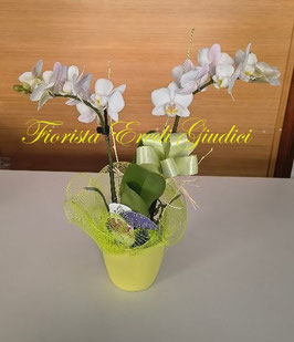 Pianta phalaenopsis con vaso in ceramica
