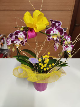 Pianta di Phalaenopsis due rami ad arco con vaso in ceramica e rami di betulla e mimosa in seta