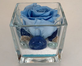 Rosa eterna azzurra media