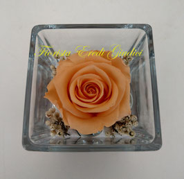 Rosa eterna salmone media