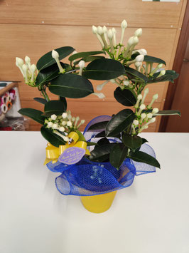 Stephanotis o Gelsomino da appartamento