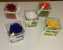 Rose eterne XL