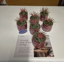 Tillandsia con vaso in ceramica