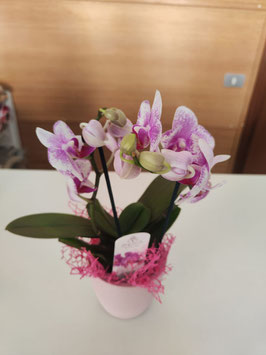 Pianta Phalaenopsis