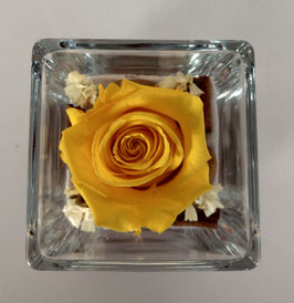 Rosa eterna gialla media