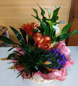 Cesto in vimini con 2 bromelie, calla e campanula