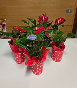 Anthurium Diamond Red